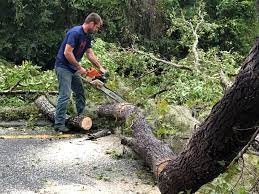  Bradford, PA Tree Services Pros