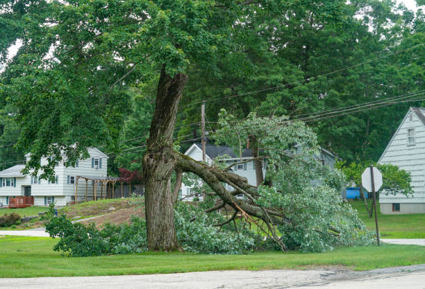 How Our Tree Care Process Works  in  Bradford, PA