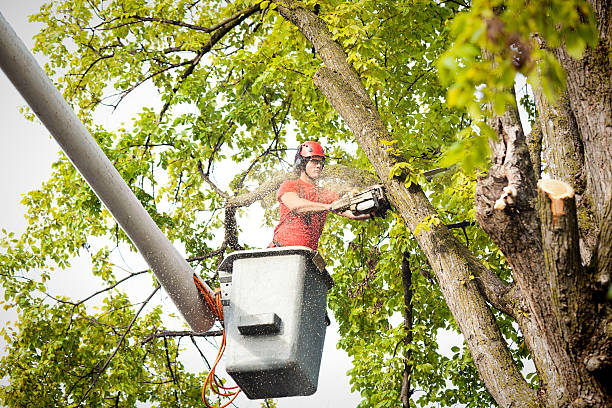 Best Leaf Removal  in Bradford, PA