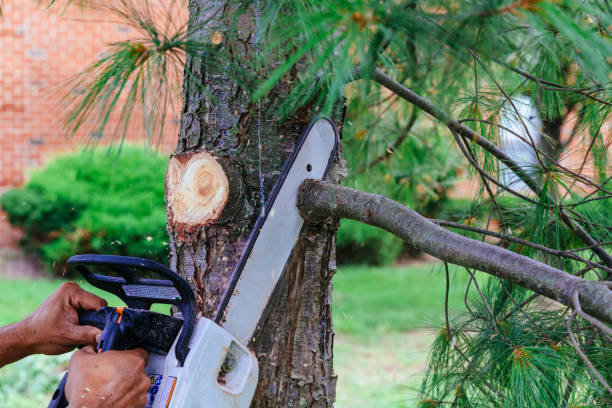 Best Tree Maintenance Programs  in Bradford, PA